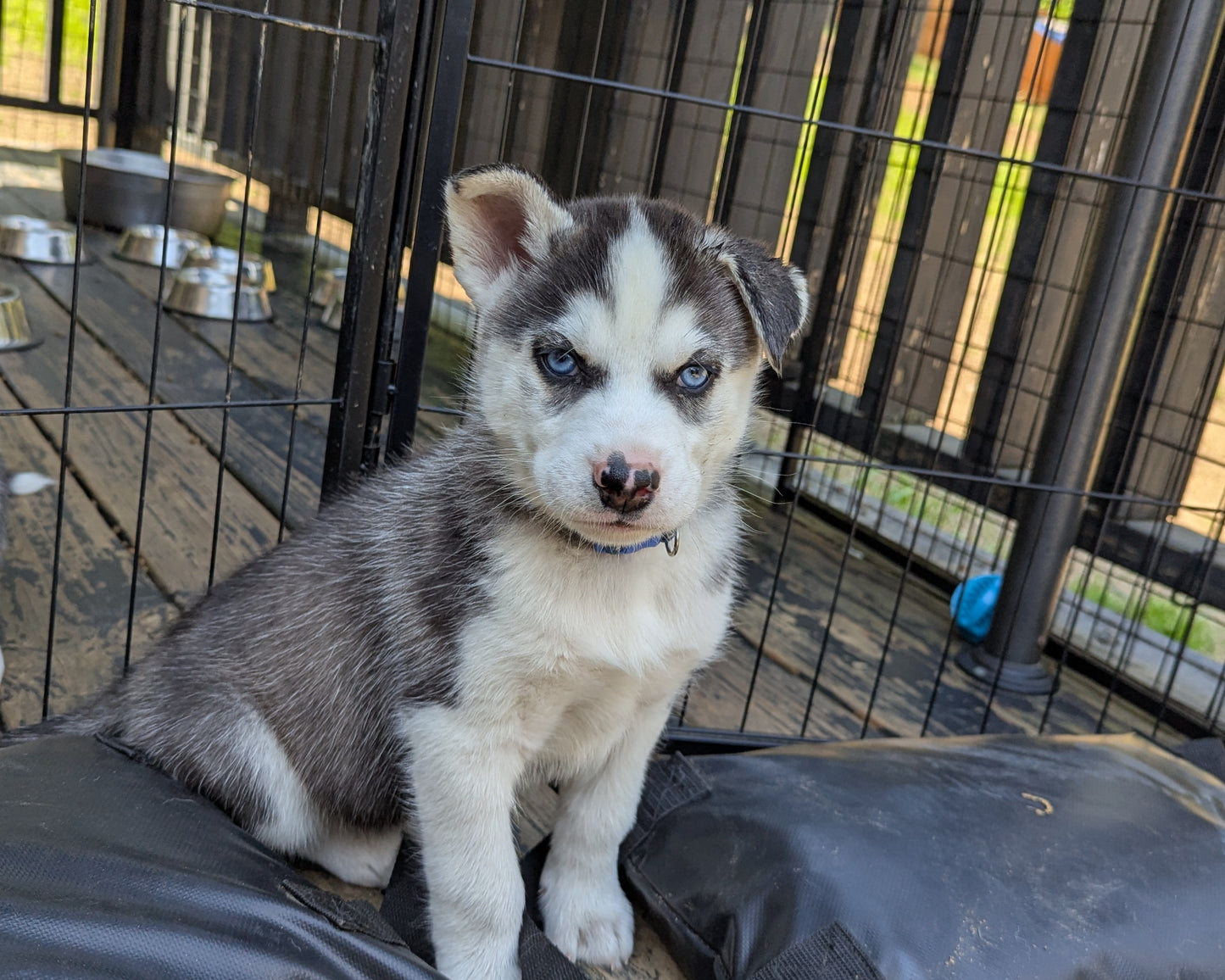 Rocky ♂️ (Adopted)