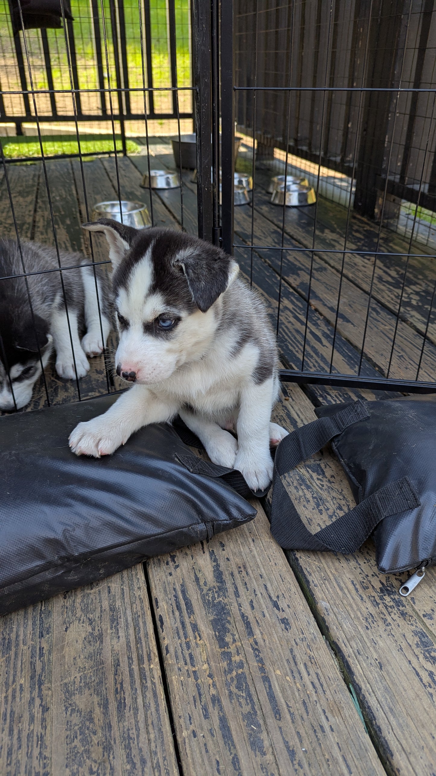 Rocky ♂️ (Adopted)