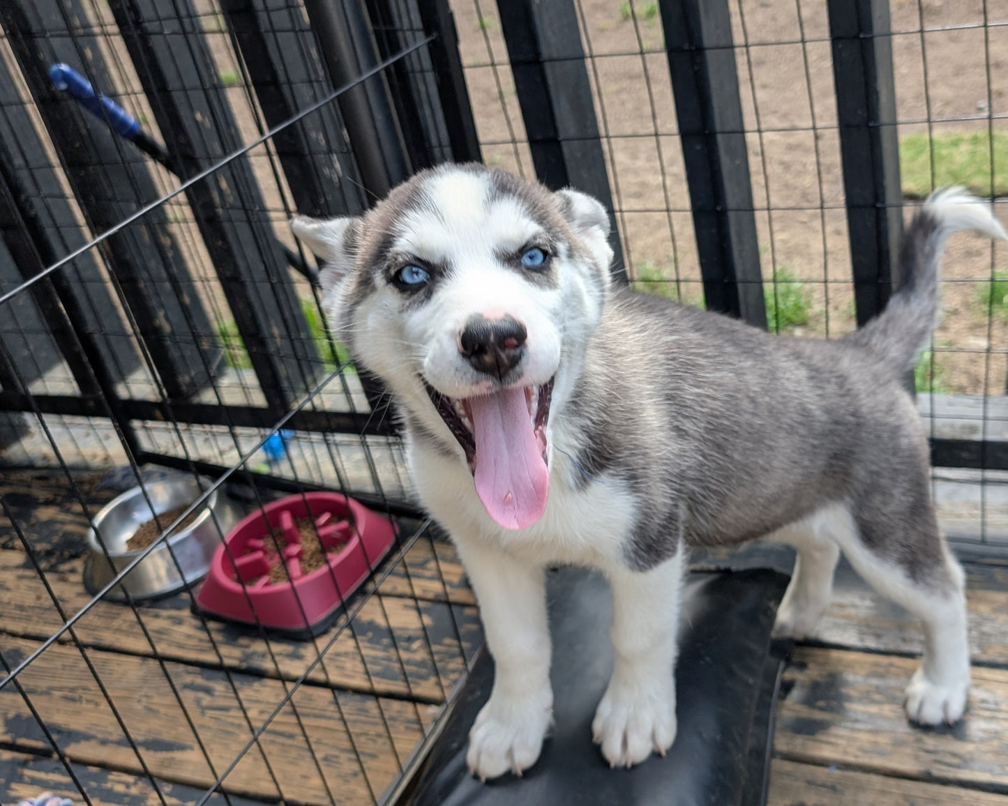 Rocky ♂️ (Adopted)