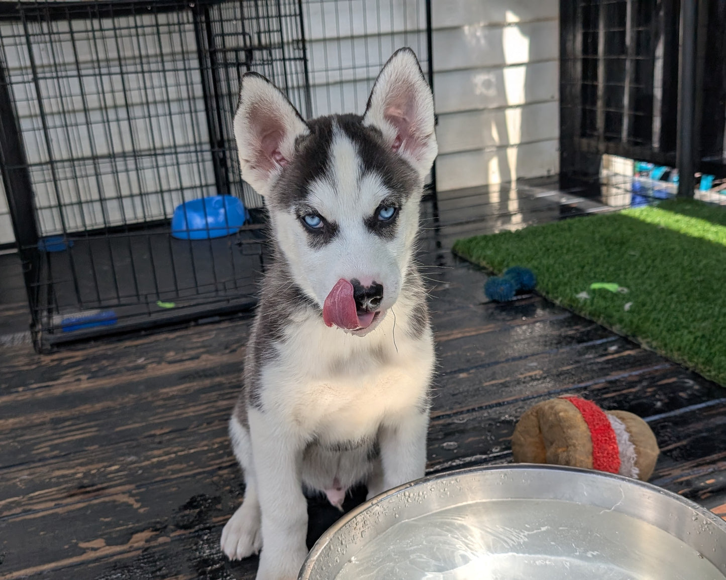 Rocky ♂️ (Adopted)