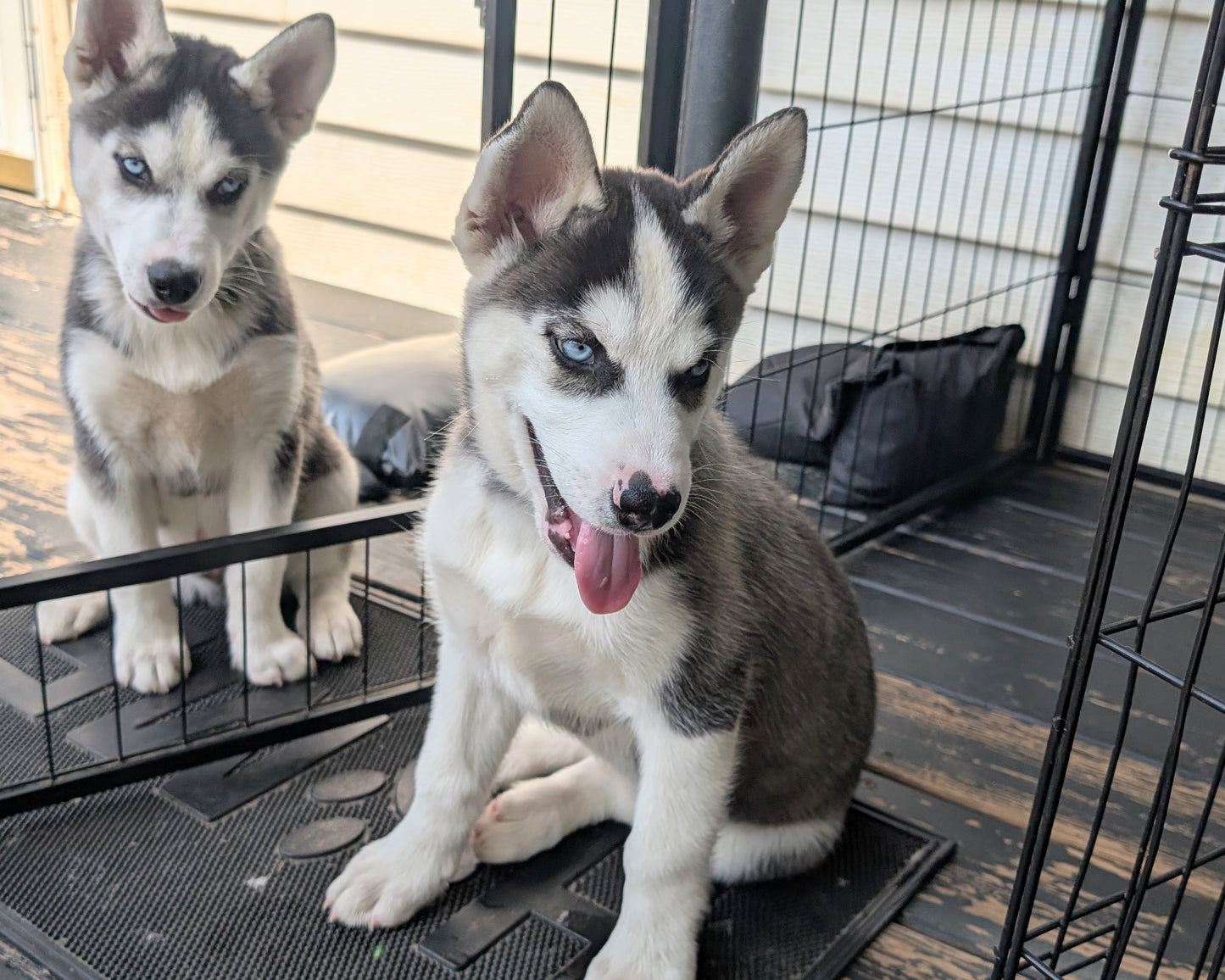 Rocky ♂️ (Adopted)