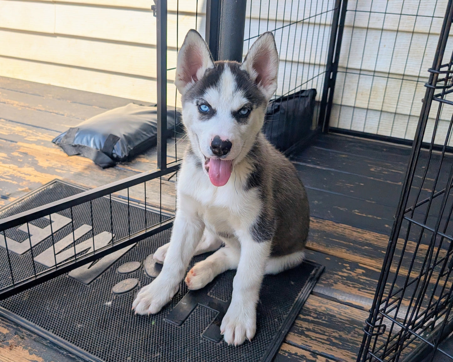 Rocky ♂️ (Adopted)