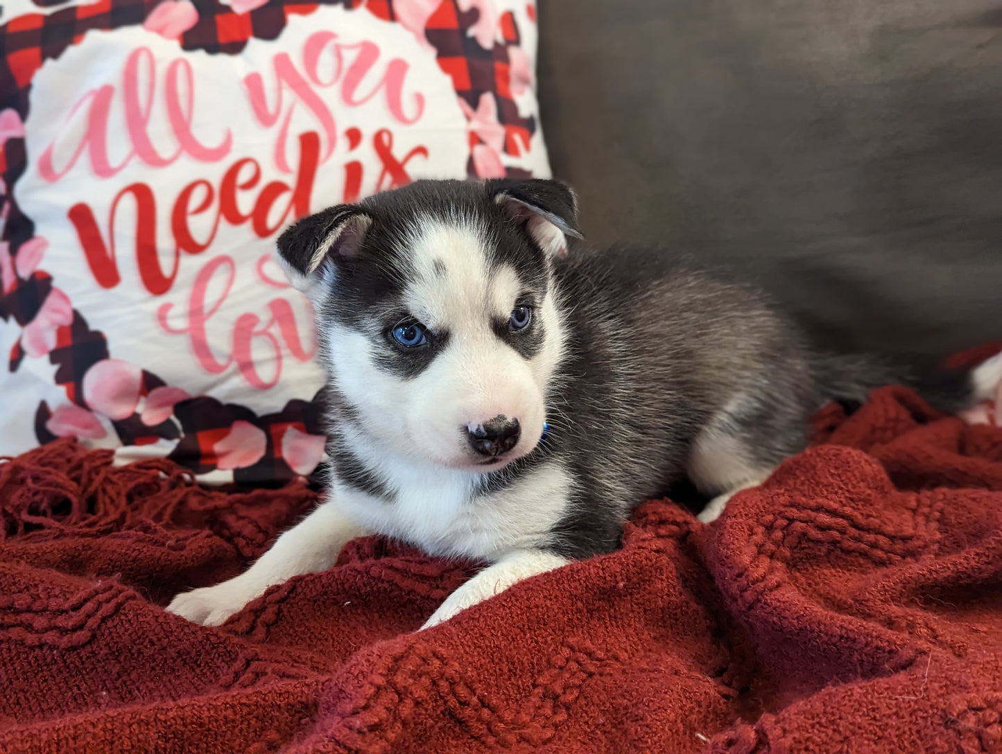 Sky ♂️ (Adopted) "Alpha"