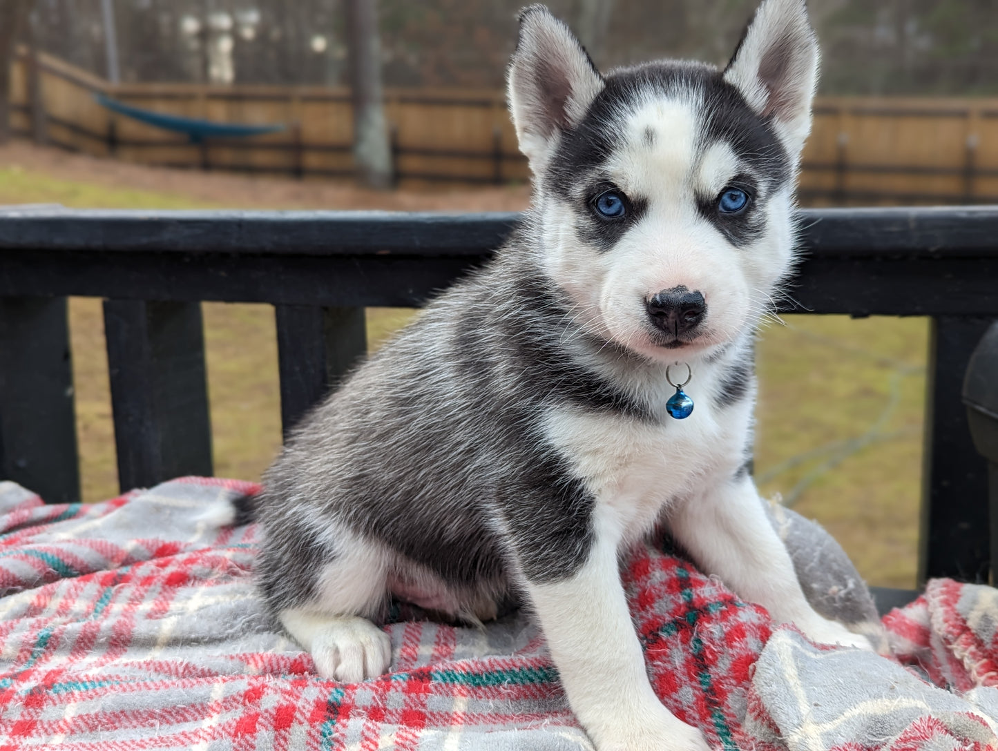 Sky ♂️ (Adopted) "Alpha"