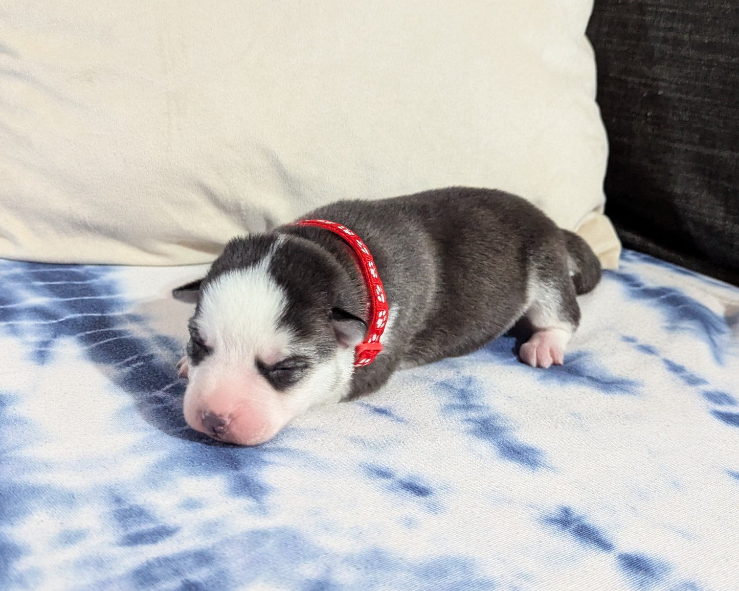 Valkyrie ♀️ (Adopted) "Alpha"