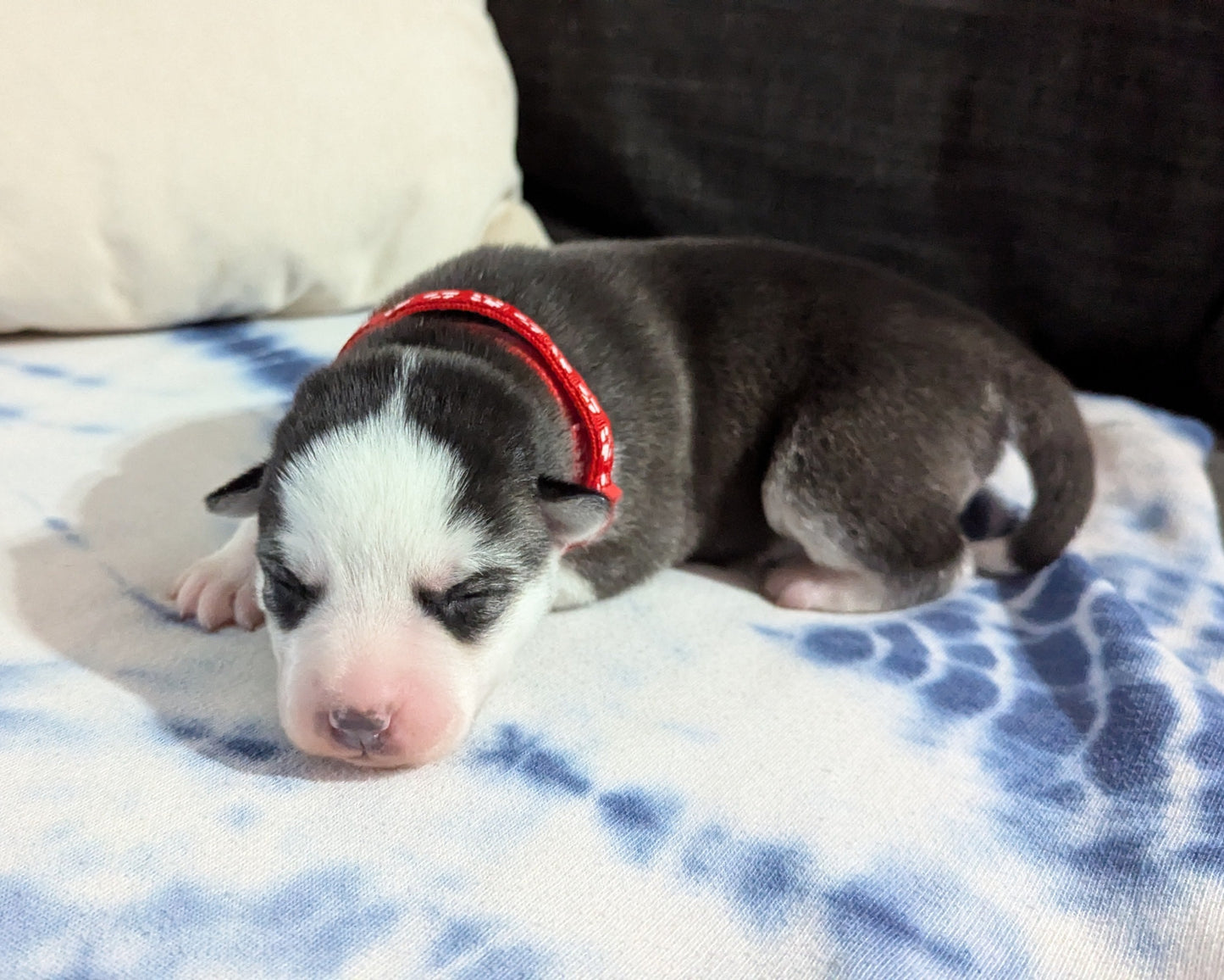 Valkyrie ♀️ (Adopted) "Alpha"