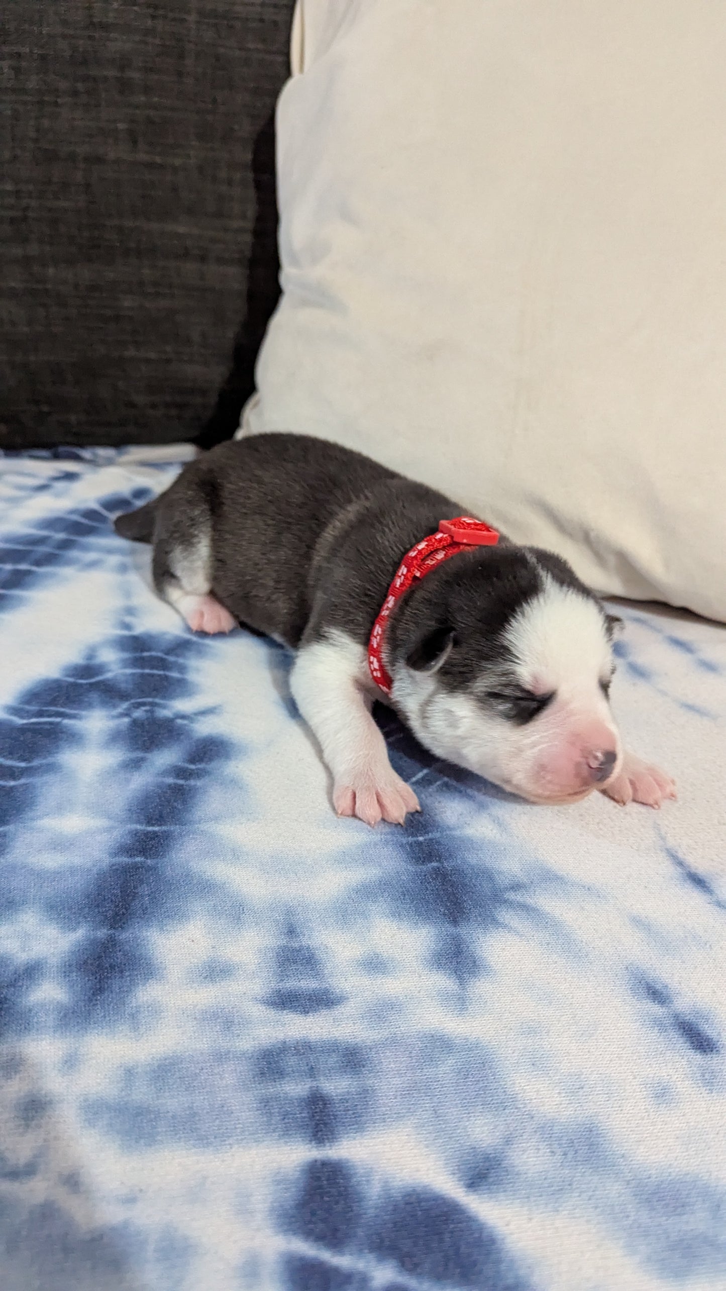 Valkyrie ♀️ (Adopted) "Alpha"