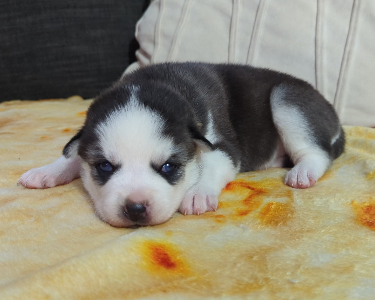 Valkyrie ♀️ (Adopted) "Alpha"