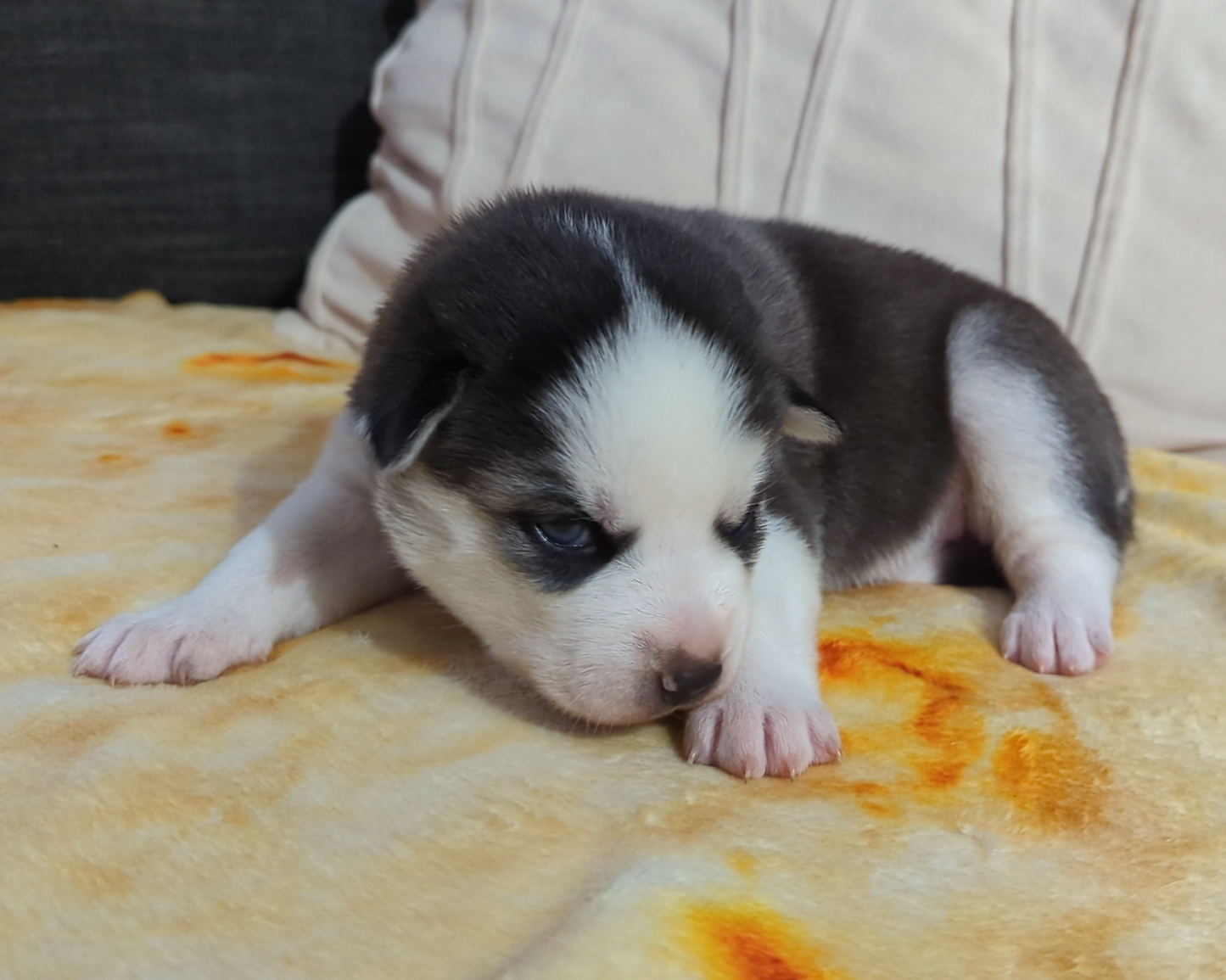 Valkyrie ♀️ (Adopted) "Alpha"