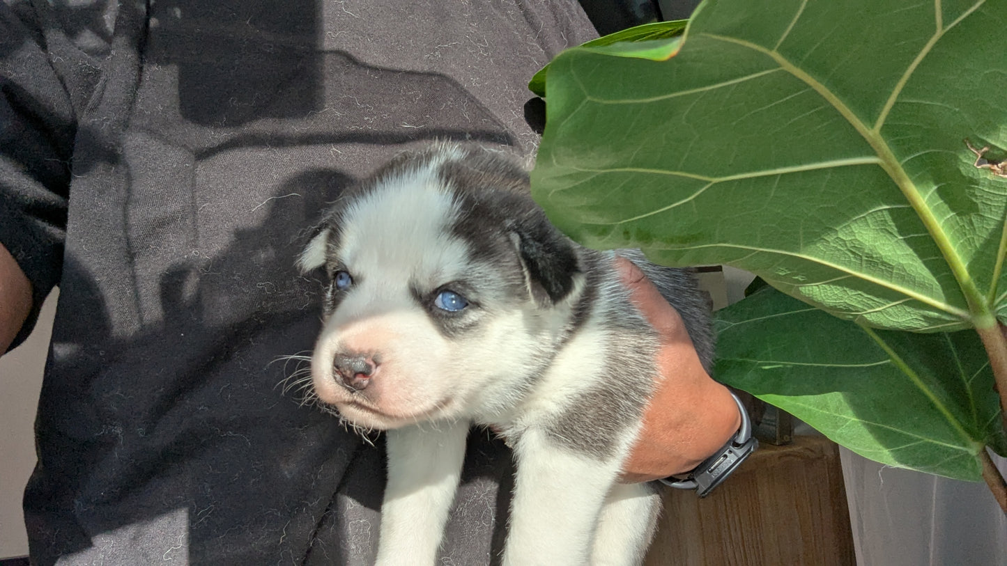 Valkyrie ♀️ (Adopted) "Alpha"