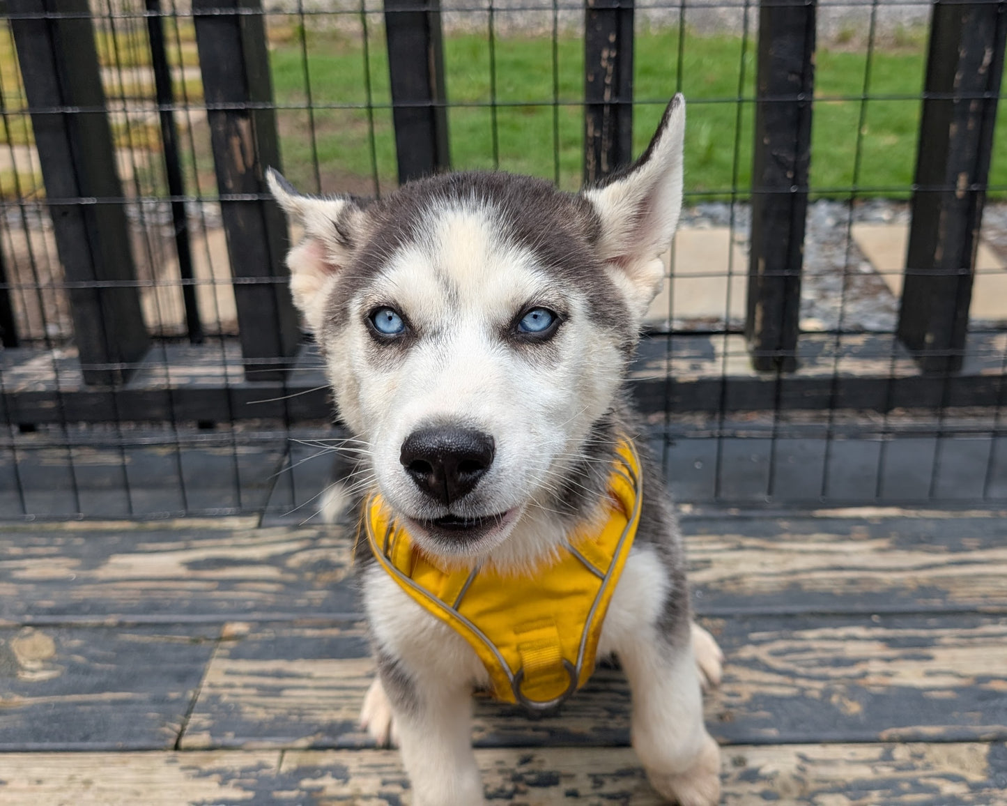 Apollo ♂️