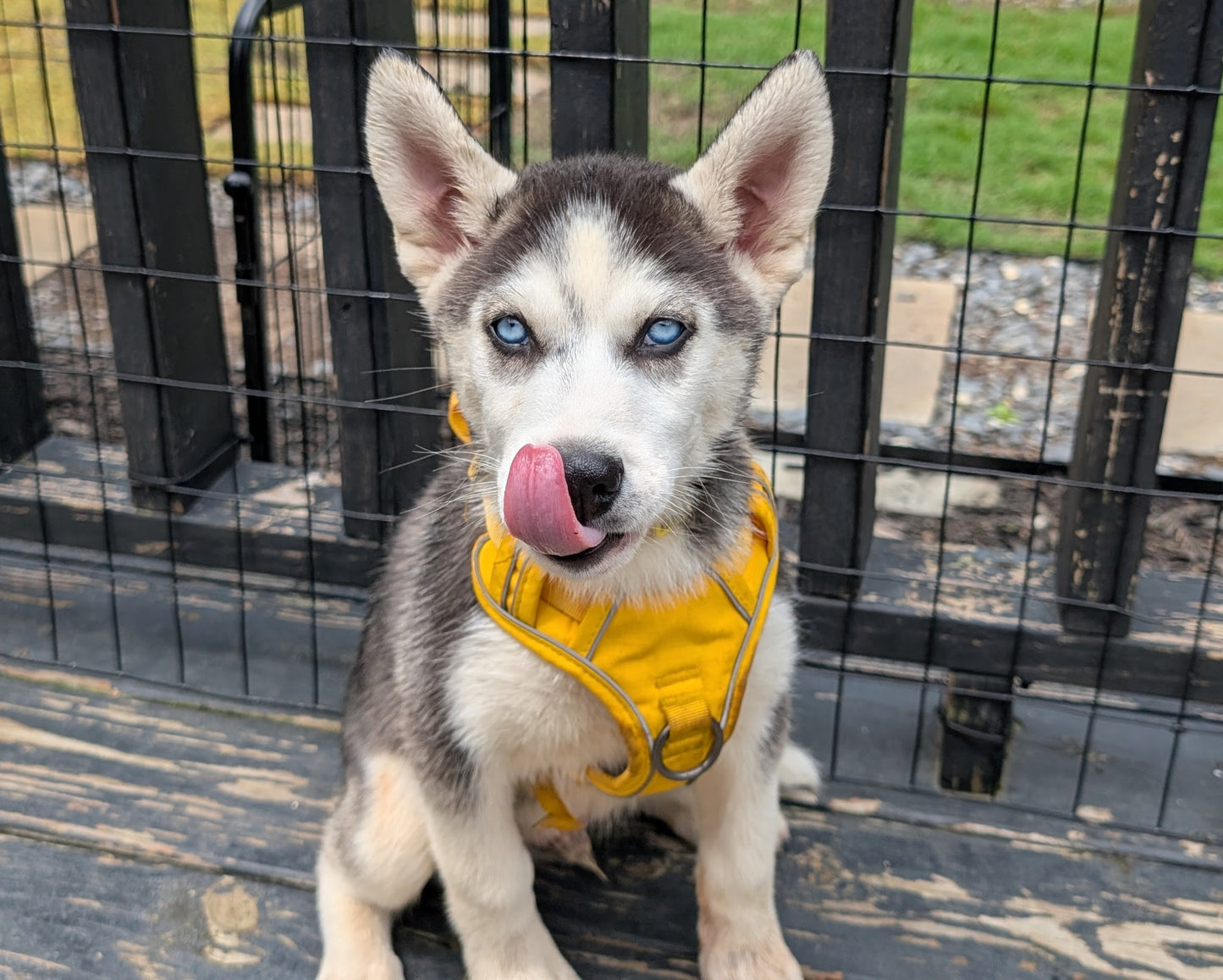 Apollo ♂️