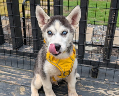 Apollo ♂️