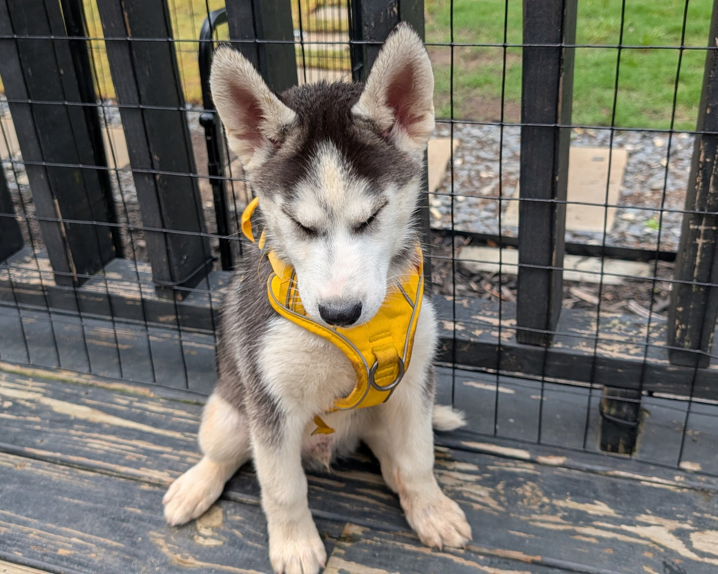 Apollo ♂️