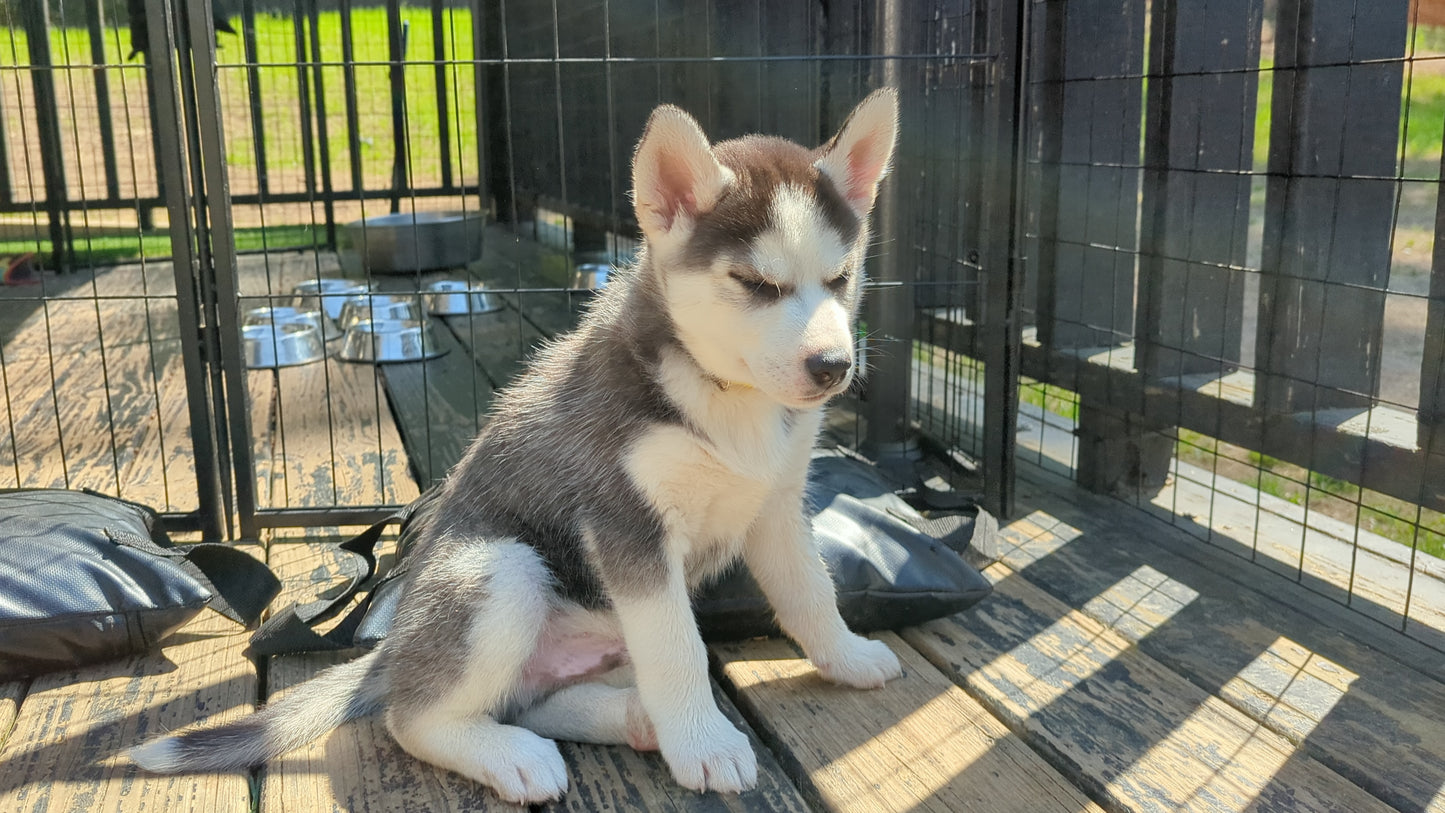Apollo ♂️