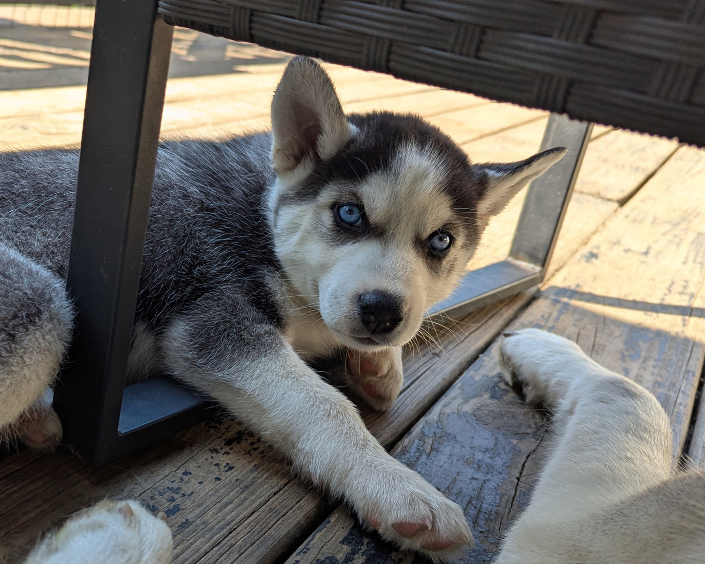 Apollo ♂️