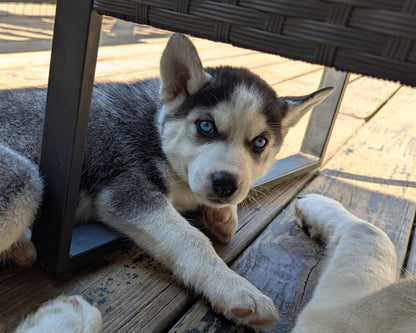 Apollo ♂️