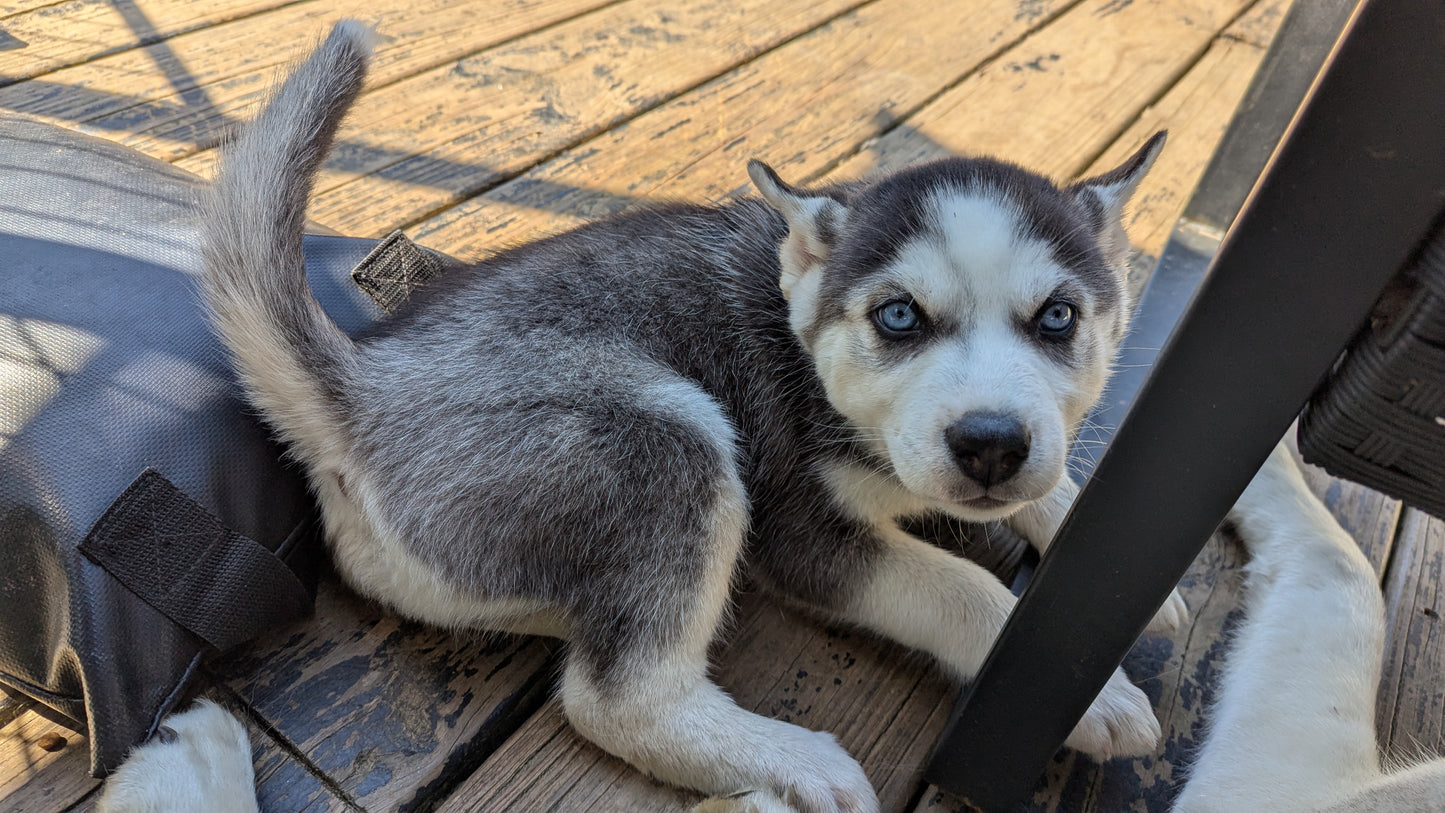 Apollo ♂️