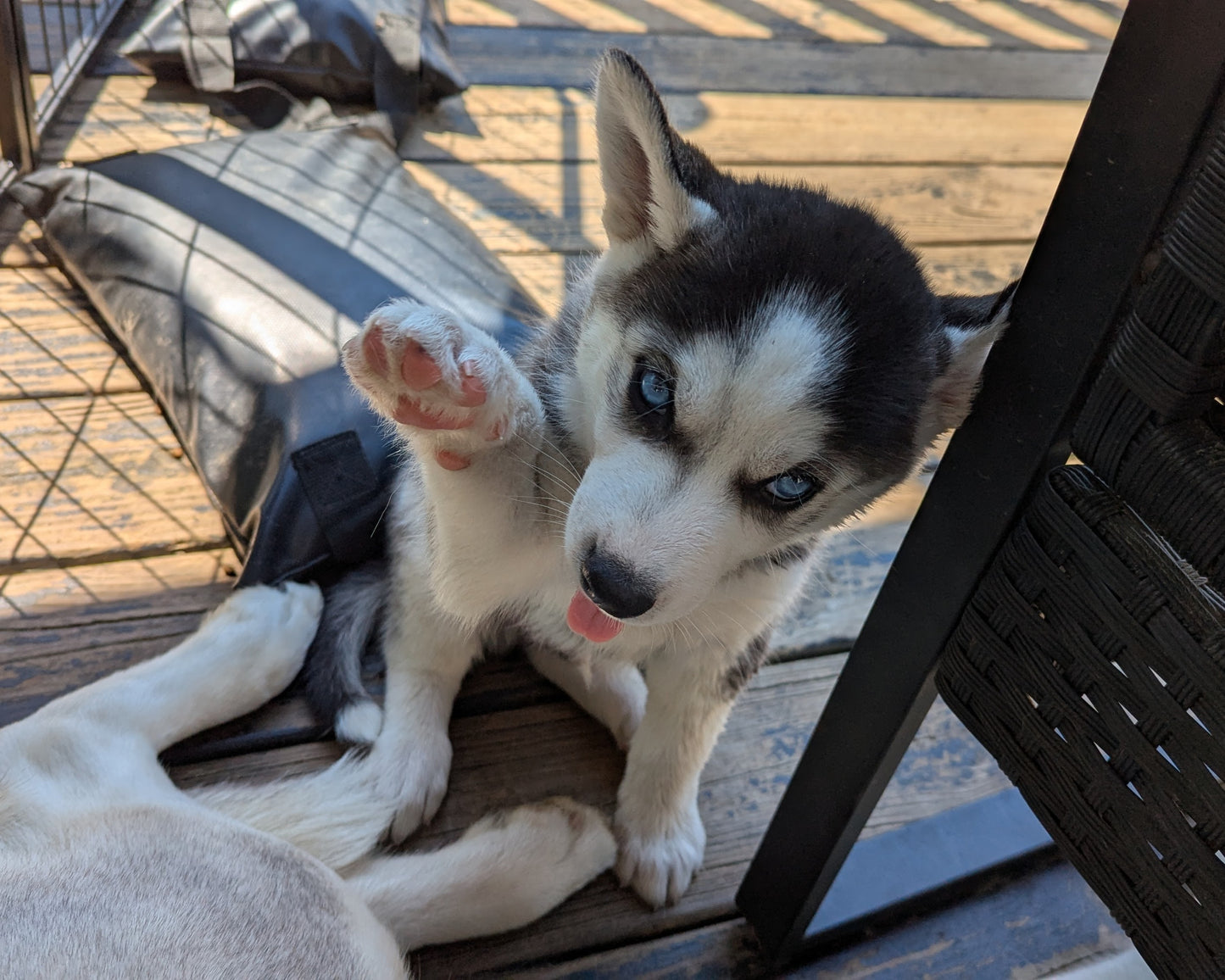 Apollo ♂️