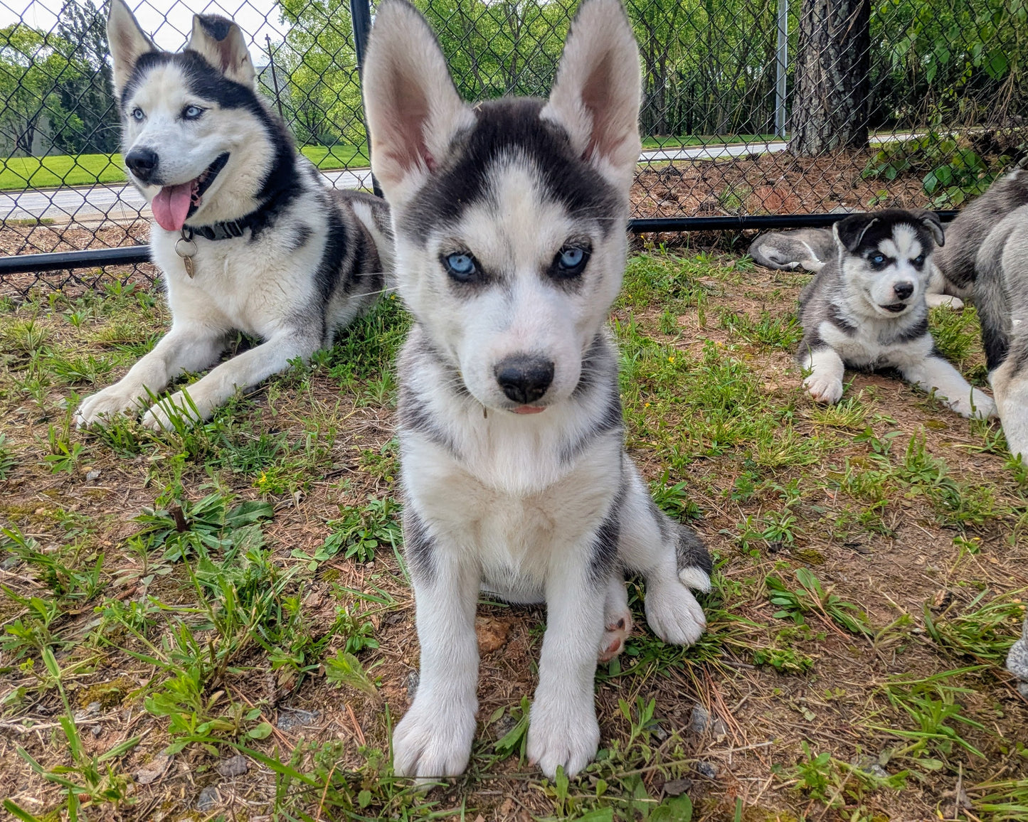 Apollo ♂️