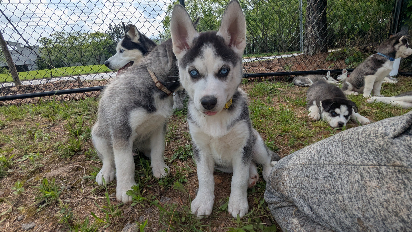 Apollo ♂️