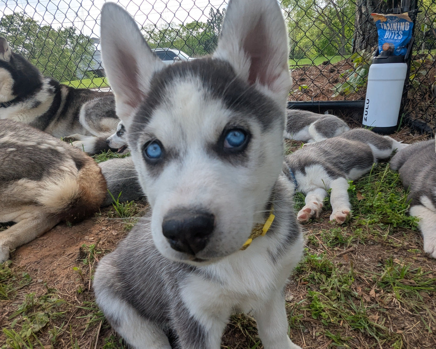 Apollo ♂️