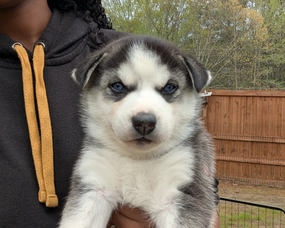 Apollo ♂️
