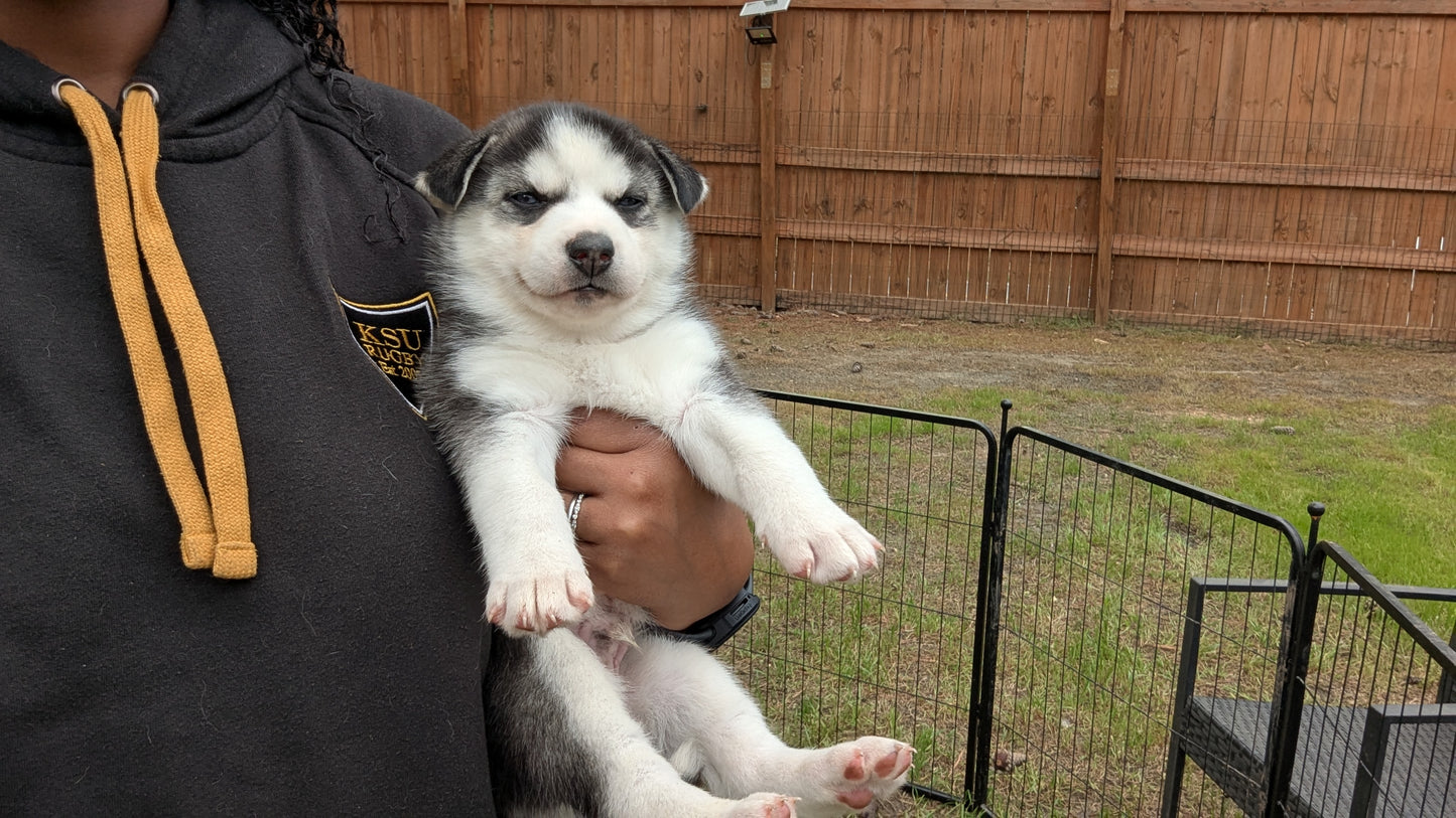 Apollo ♂️