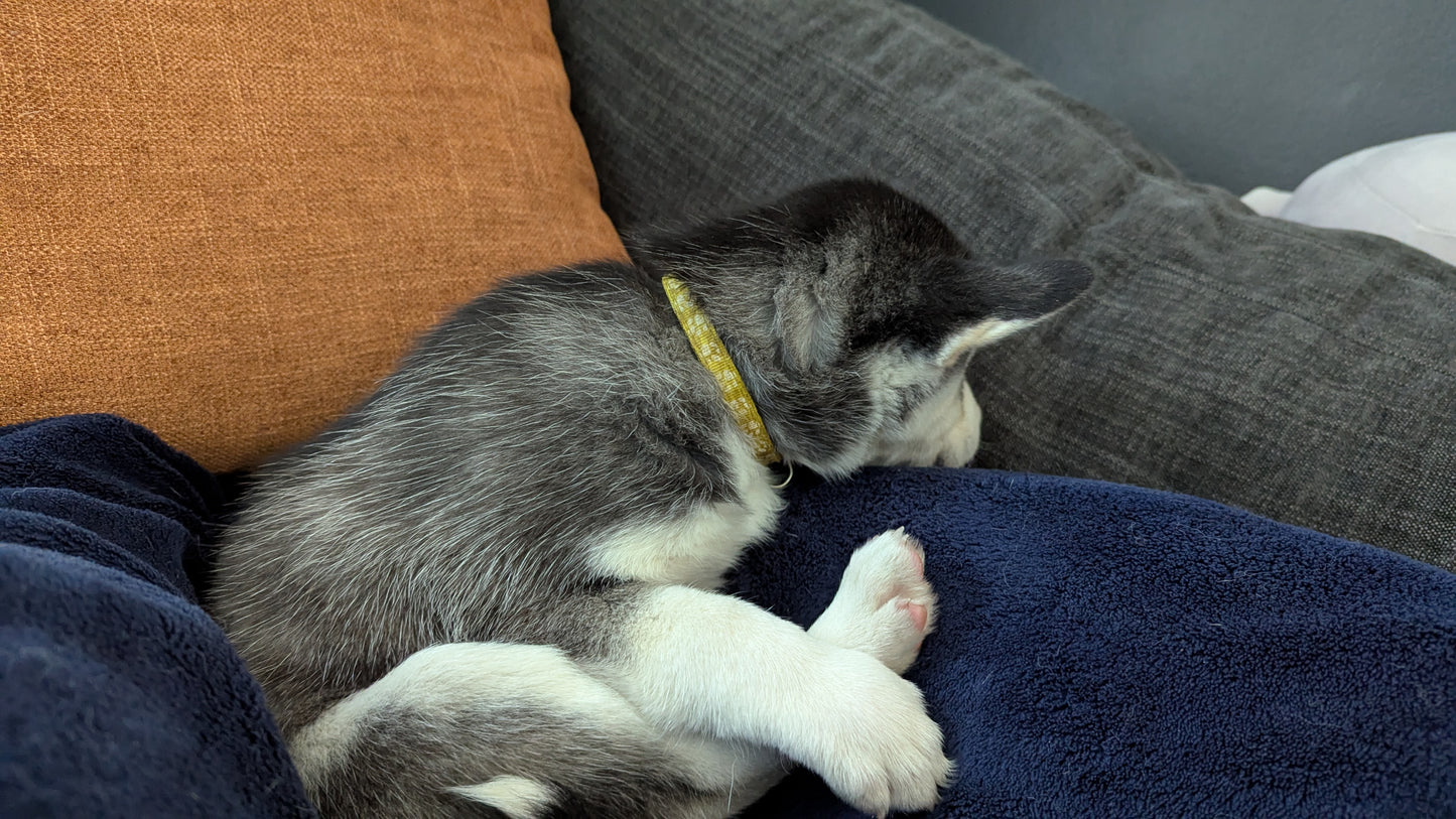 Apollo ♂️
