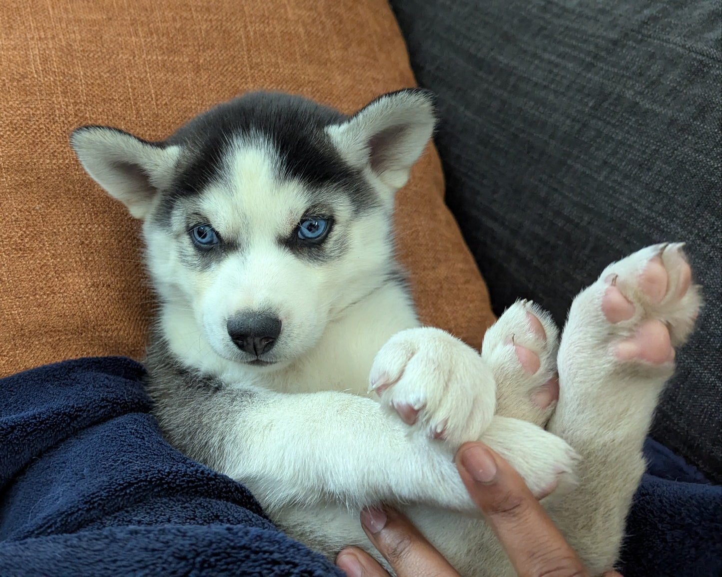 Apollo ♂️