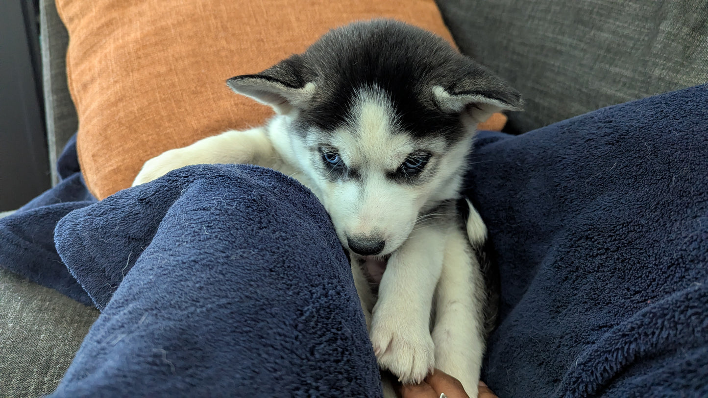 Apollo ♂️