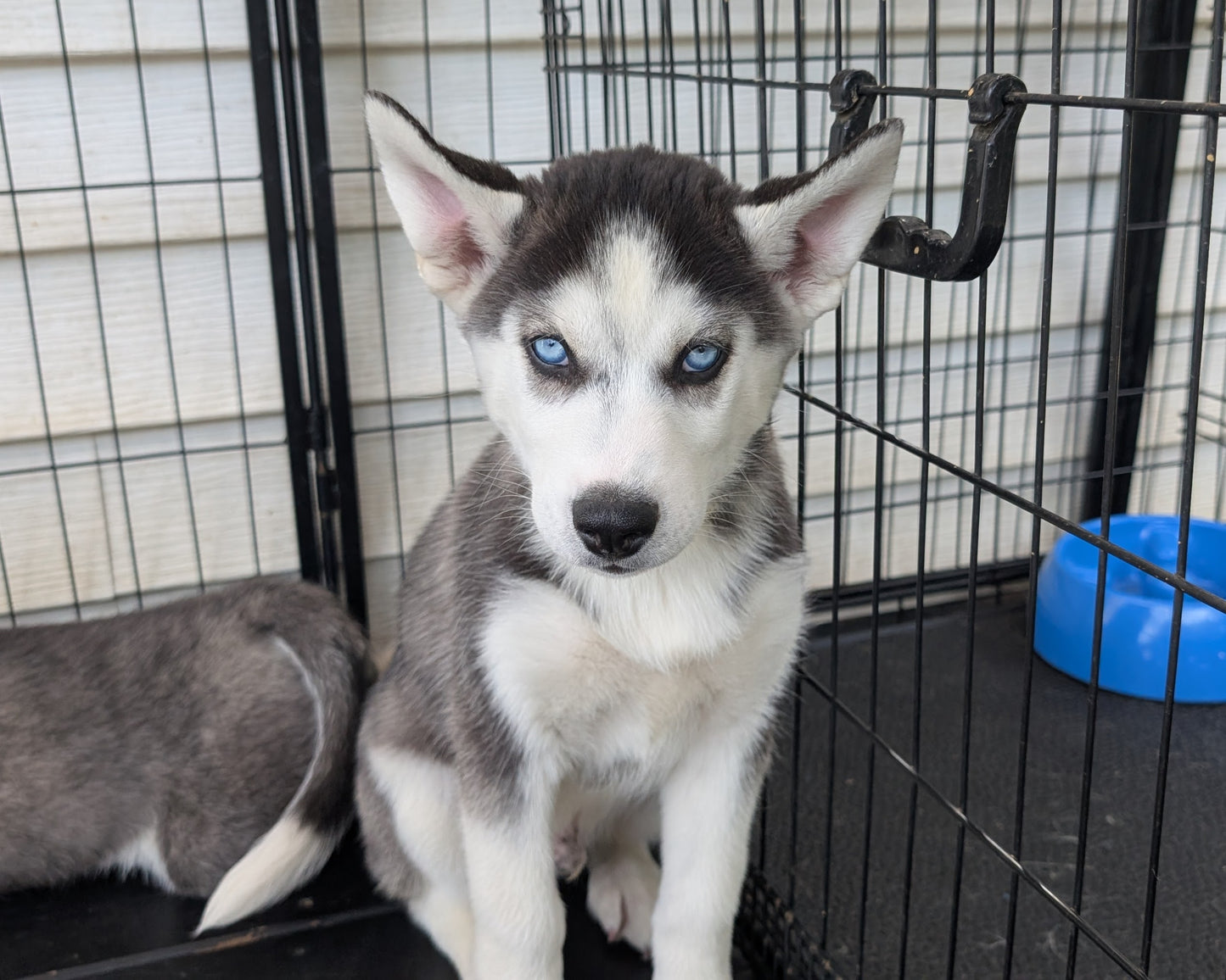 Apollo ♂️