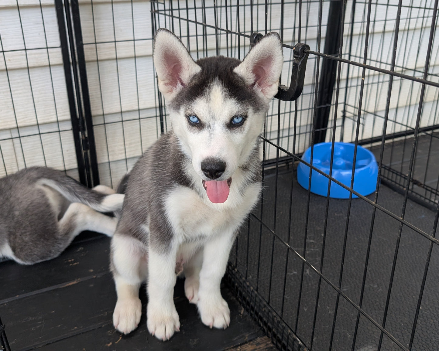 Apollo ♂️