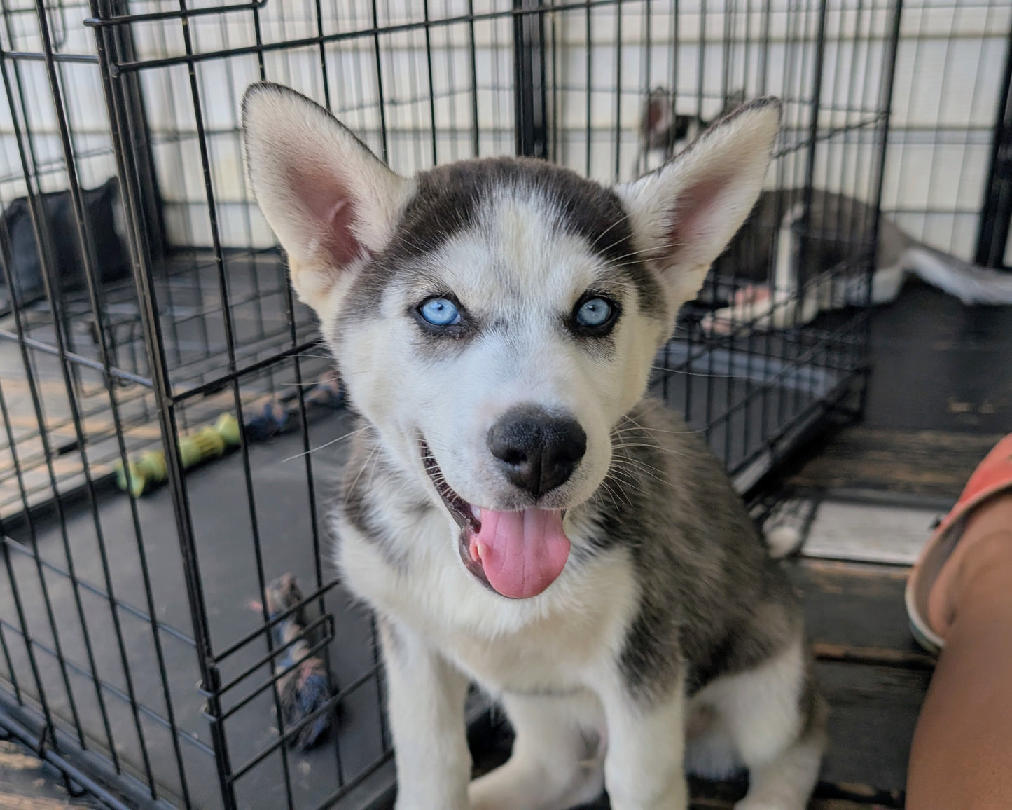 Apollo ♂️