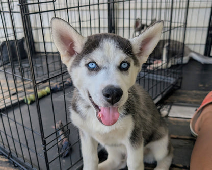 Apollo ♂️