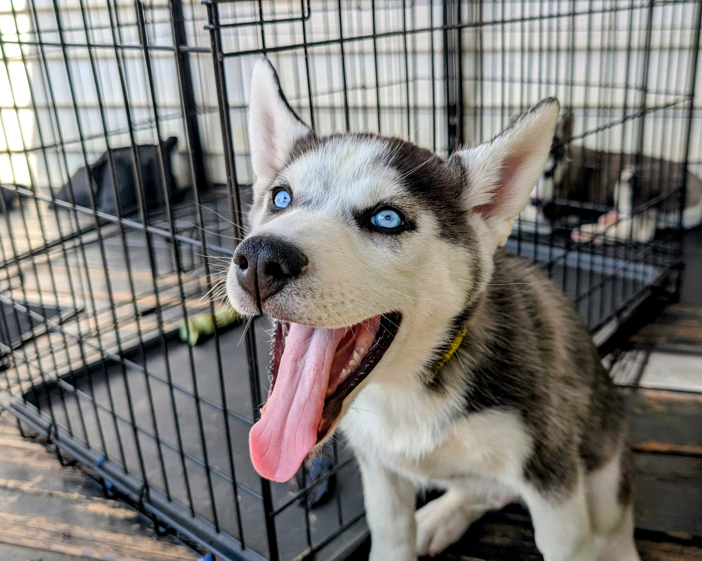 Apollo ♂️