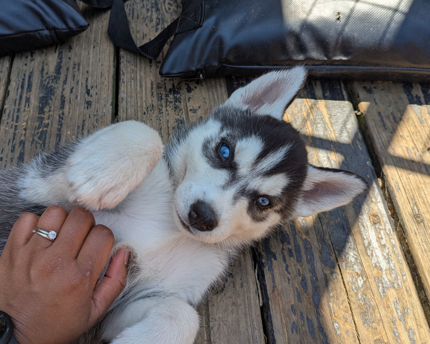 Bruno ♂️ (Adopted) "Omega"