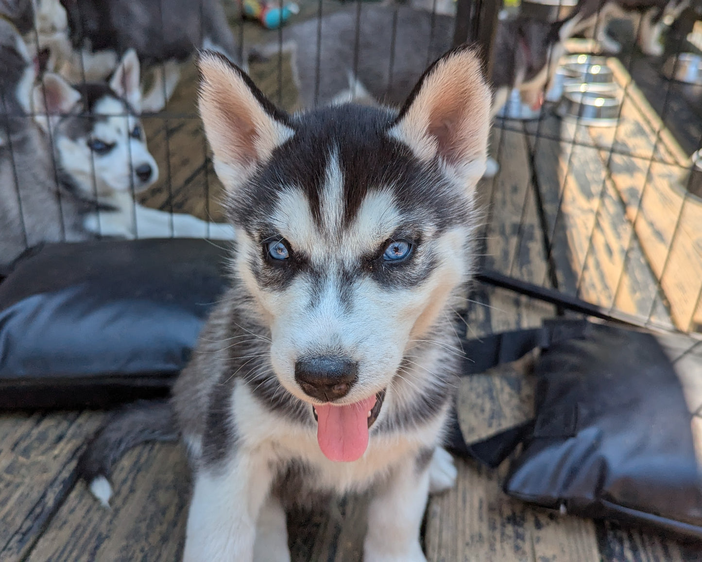 Bruno ♂️ (Adopted) "Omega"