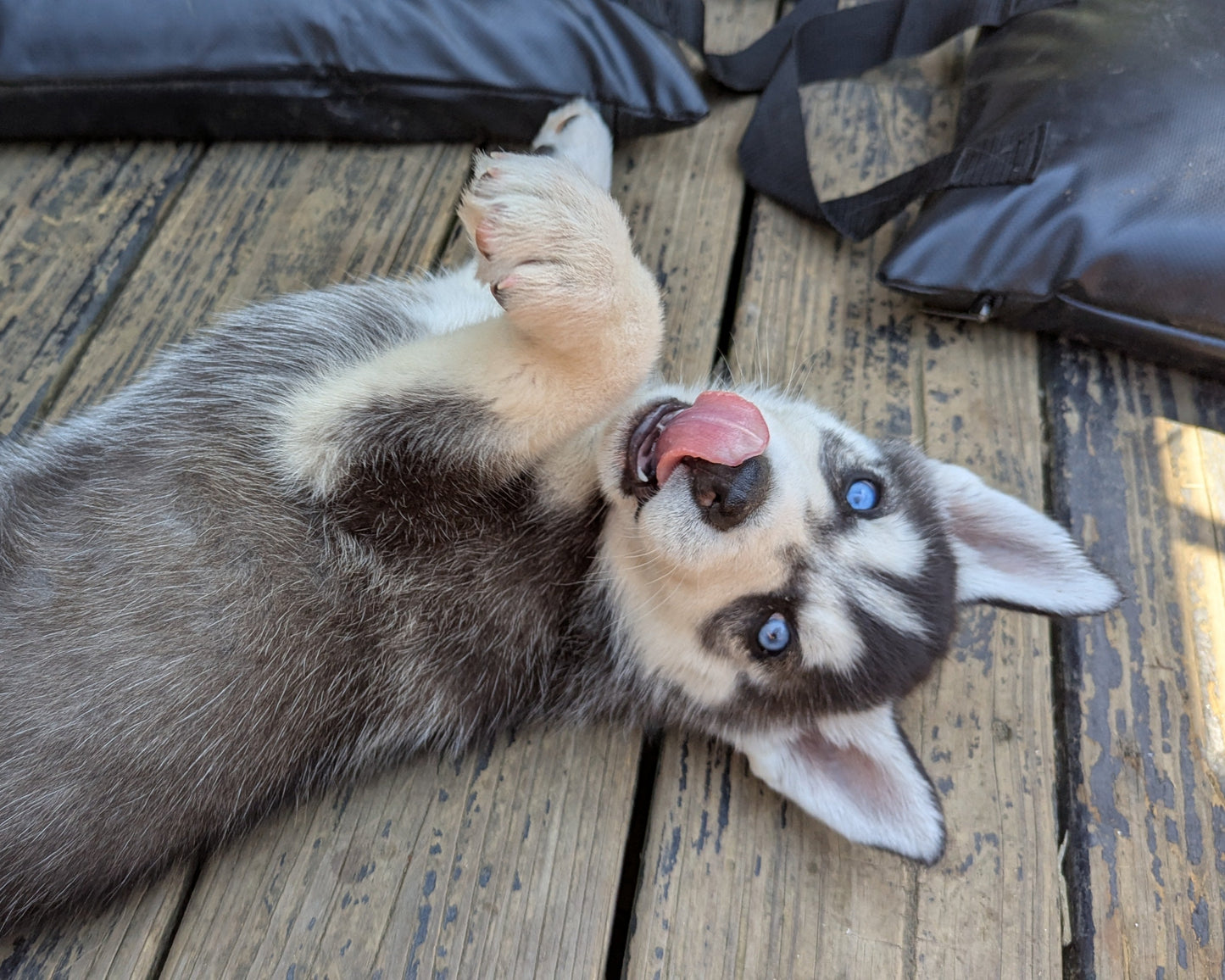 Bruno ♂️ (Adopted) "Omega"
