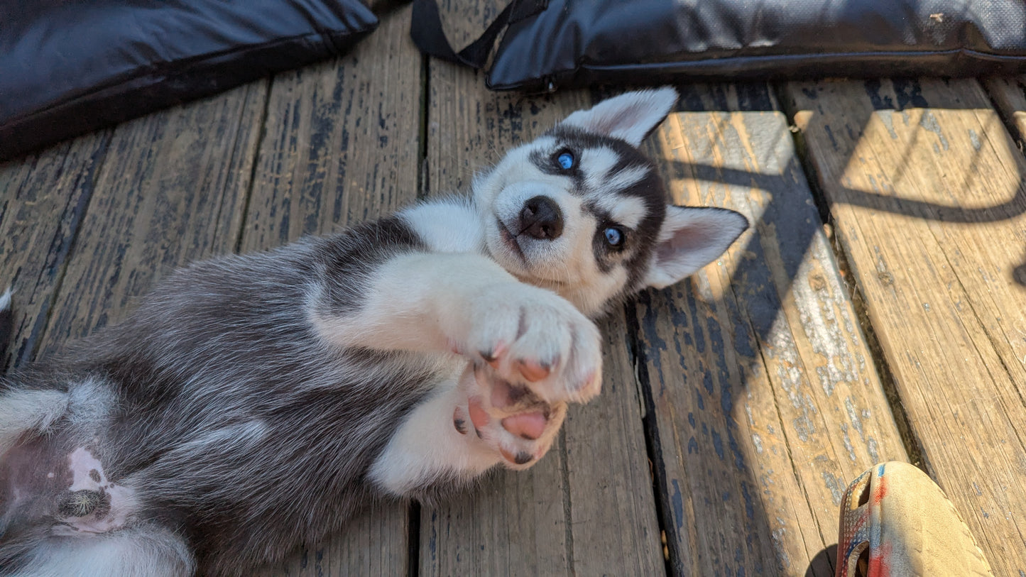 Bruno ♂️ (Adopted) "Omega"