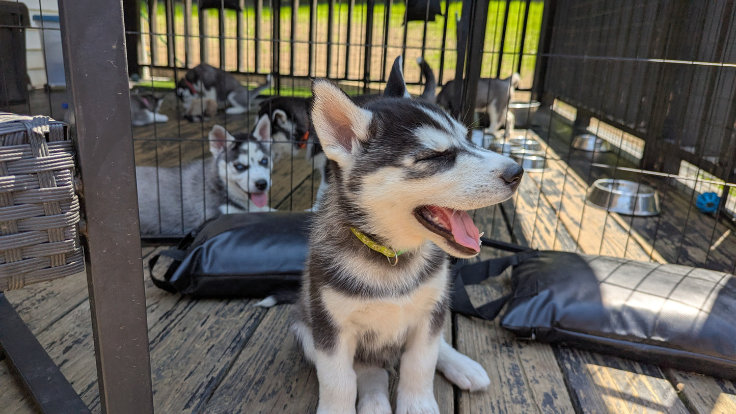 Bruno ♂️ (Adopted) "Omega"