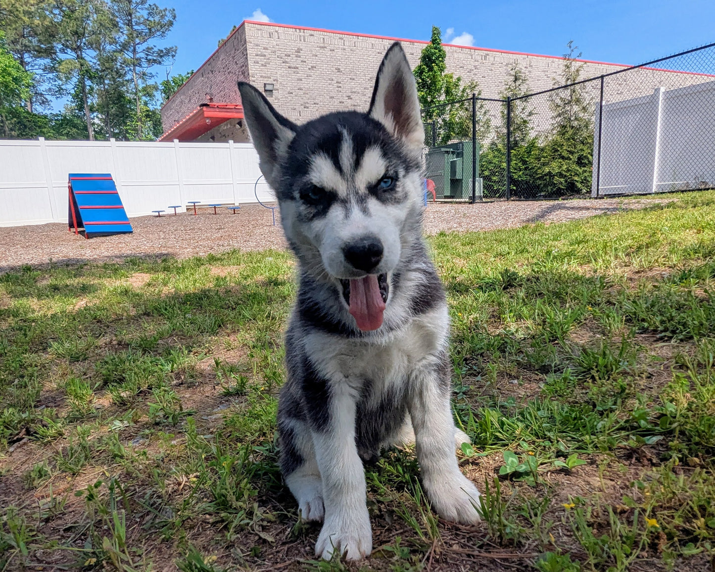 Bruno ♂️ (Adopted) "Omega"