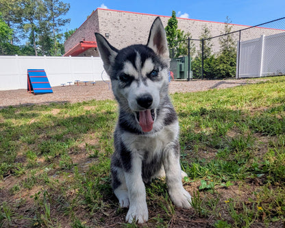 Bruno ♂️ (Adopted) "Omega"