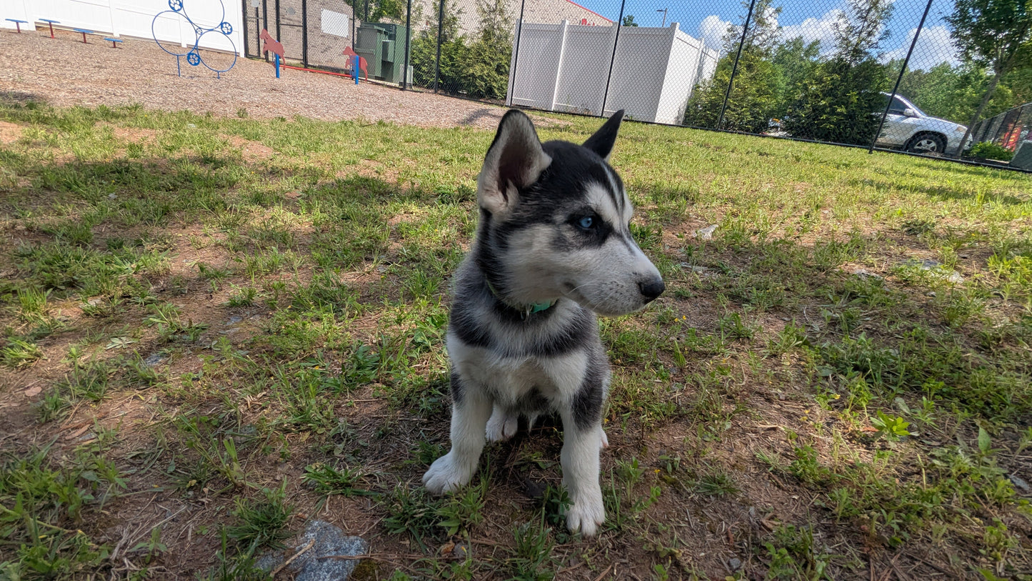 Bruno ♂️ (Adopted) "Omega"