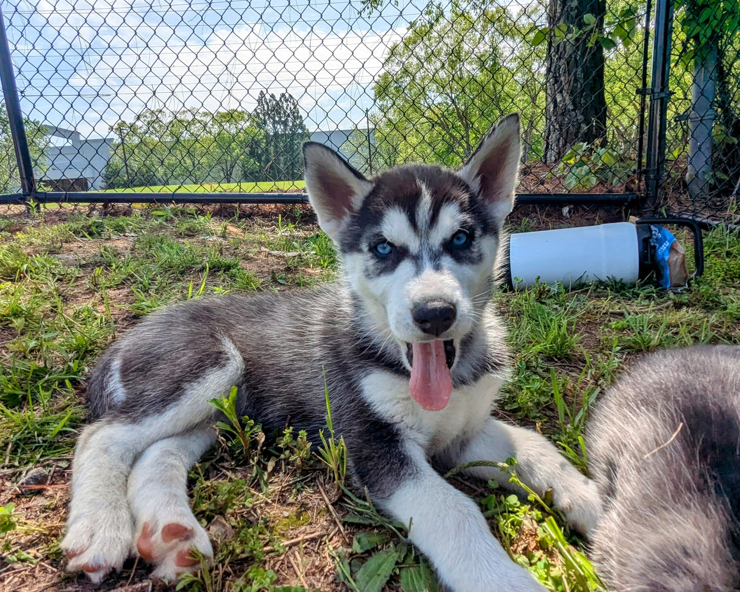 Bruno ♂️ (Adopted) "Omega"
