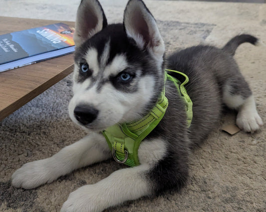 Bruno ♂️ (Adopted) "Omega"