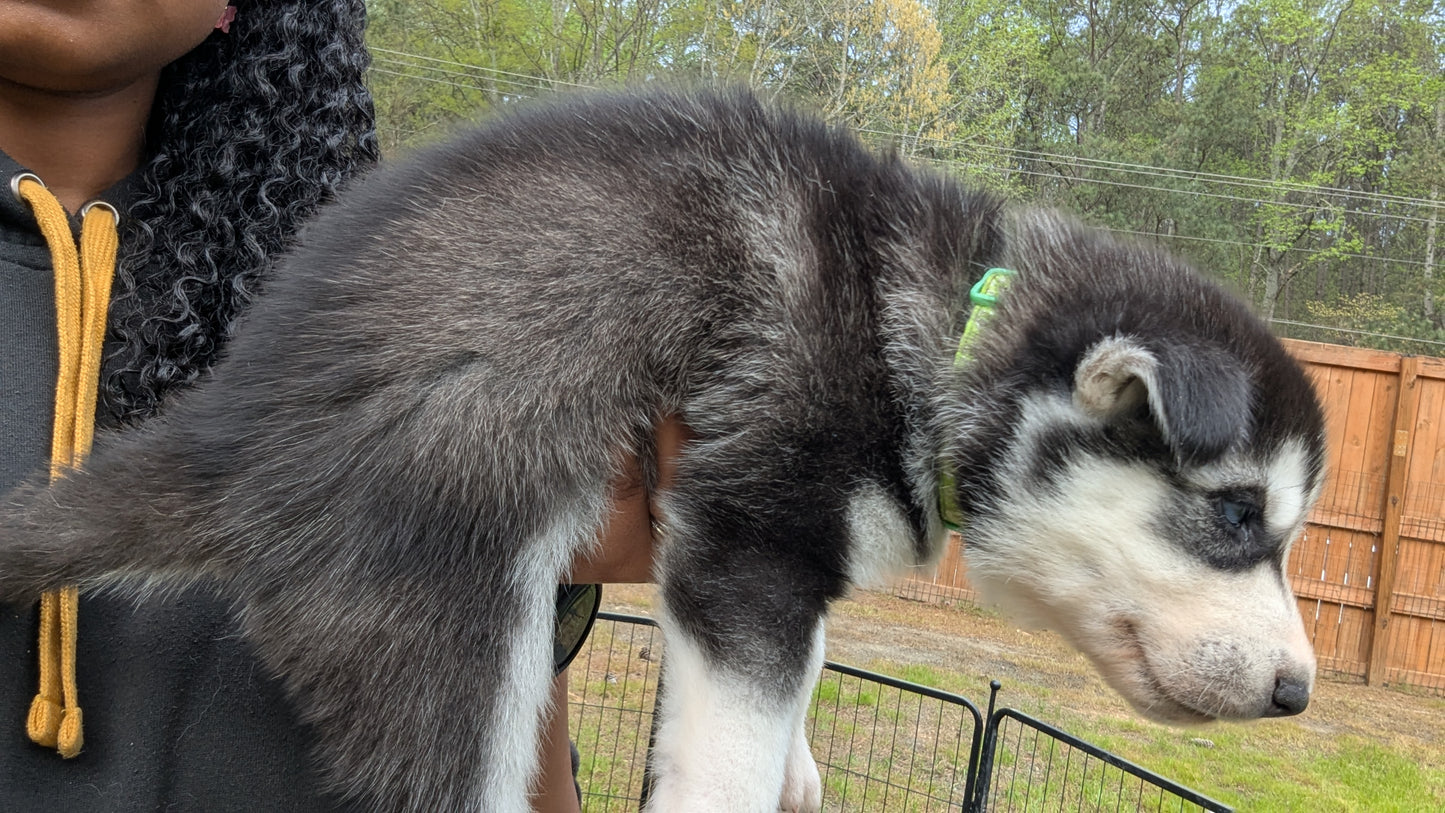 Bruno ♂️ (Adopted) "Omega"