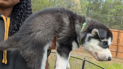 Bruno ♂️ (Adopted) "Omega"