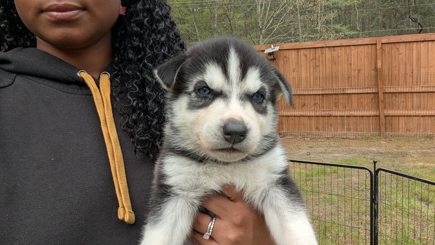 Bruno ♂️ (Adopted) "Omega"