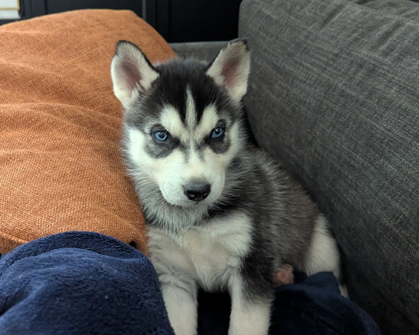 Bruno ♂️ (Adopted) "Omega"